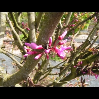 Arbre de Judee, Cercis siliquastrum (fam Caesalpiniacees) (Europe meridionale) (3)